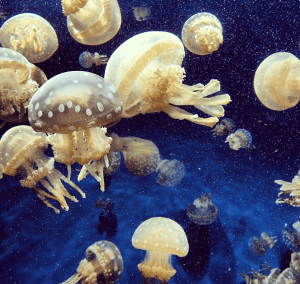 jellyfish 2